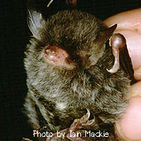 Myotis siligorensis